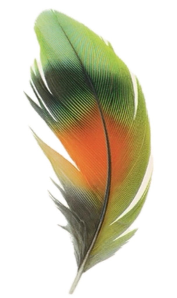 COREAGEOUS Feather